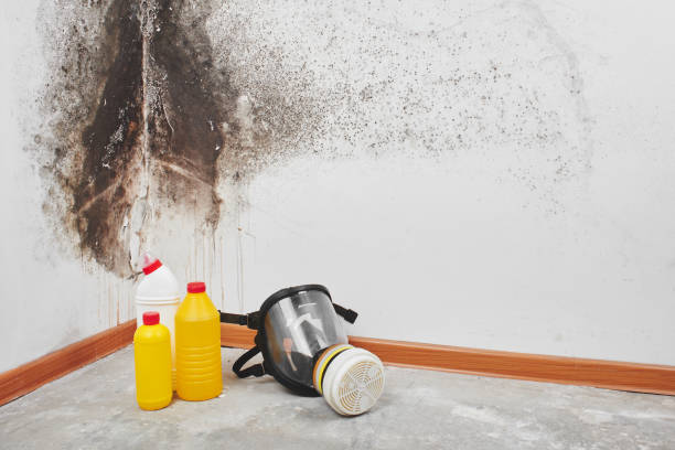 Best Basement Mold Remediation in Lac Du Flambeau, WI