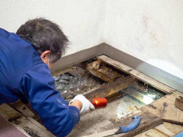 Best Bathroom Mold Remediation in Lac Du Flambeau, WI