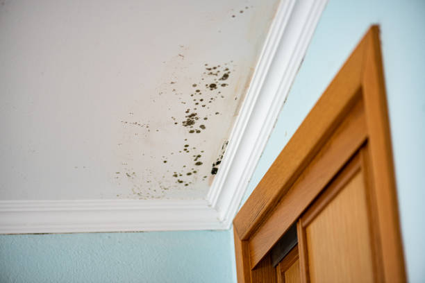 Best Kitchen Mold Remediation in Lac Du Flambeau, WI