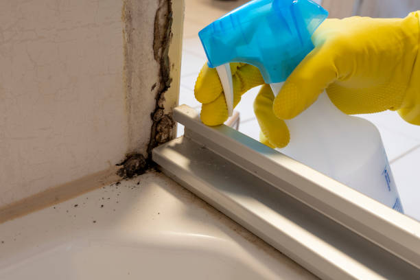 Best Localized Mold Remediation (e.g., coastal areas, humid climates) in Lac Du Flambeau, WI