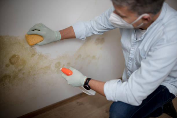 Lac Du Flambeau, WI Mold Remediation Company