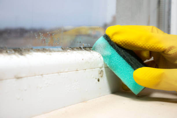 Best Emergency Mold Remediation in Lac Du Flambeau, WI