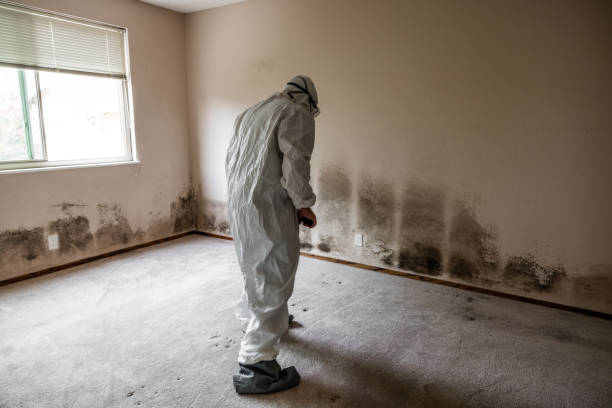 Best Mold Testing and Inspection Services in Lac Du Flambeau, WI