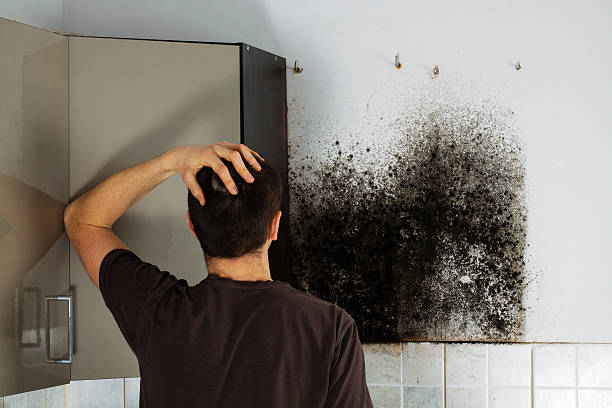 Best DIY Mold Remediation Support Services in Lac Du Flambeau, WI