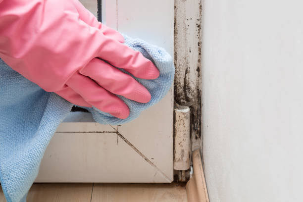 Best Insurance-Related Mold Remediation in Lac Du Flambeau, WI